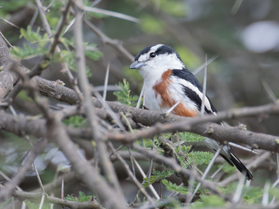 <i class='fa fa-user'></i> Paul van Giersbergen |   Broebroe  <i class='fa fa-eye'> 154</i>   <i class='fa fa-comment-o'> 0</i>