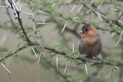 <i class='fa fa-user'></i> Paul van Giersbergen |   Roodkeelmees  <i class='fa fa-eye'> 138</i>  <i class='fa fa-thumbs-up'> 4</i>   <i class='fa fa-comment-o'> 3</i>