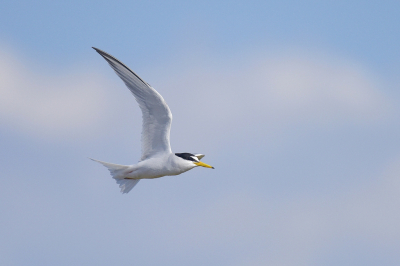 <i class='fa fa-user'></i> Gerard Visser |   Dwergstern  <i class='fa fa-eye'> 180</i>  <i class='fa fa-thumbs-up'> 9</i>   <i class='fa fa-comment-o'> 8</i>