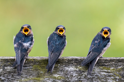 <i class='fa fa-user'></i> Peter Boltjes |   Boerenzwaluw  <i class='fa fa-eye'> 289</i>  <i class='fa fa-thumbs-up'> 26</i>   <i class='fa fa-comment-o'> 15</i>