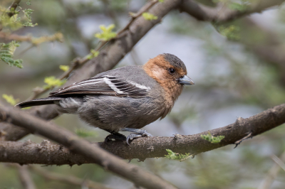 <i class='fa fa-user'></i> Paul van Giersbergen |   Roodkeelmees  <i class='fa fa-eye'> 165</i>   <i class='fa fa-comment-o'> 1</i>