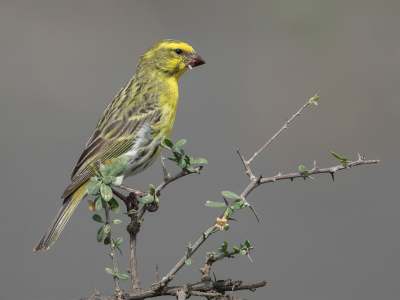 <i class='fa fa-user'></i> Paul van Giersbergen |   Witbuikkanarie  <i class='fa fa-eye'> 167</i>  <i class='fa fa-thumbs-up'> 1</i>   <i class='fa fa-comment-o'> 3</i>