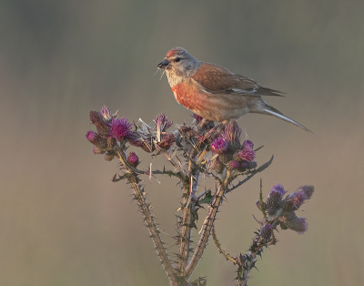 <i class='fa fa-user'></i> Fred |   Kneu  <i class='fa fa-eye'> 250</i>  <i class='fa fa-thumbs-up'> 12</i>   <i class='fa fa-comment-o'> 11</i>