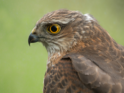 <i class='fa fa-user'></i> Truus Aletta Maan |   Sperwer  <i class='fa fa-eye'> 96</i>   <i class='fa fa-comment-o'> 20</i>