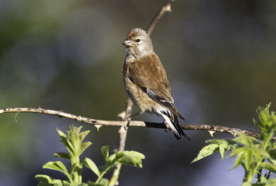 In de warm dag vroeg wandeling in het park je hoort de vogels fluiten ook de kneu