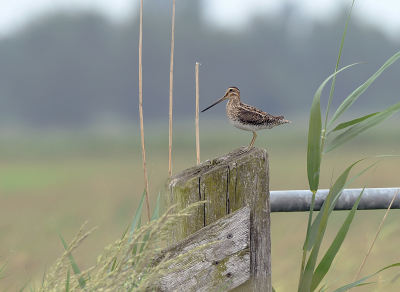 Nog een keer de watersnip maar in een ander perspectief. Met meer landschapselementen.  Oud riet, nieuw riet, oude paal, nieuw metaal. De snip zoekt wat hem het beste uit komt. Hij moet wel steeds hoger zoeken want het gras en het riet groeien enorm. Het was bewolkt maar aangenaam licht.

Willy