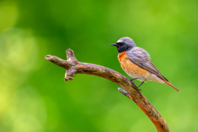 <i class='fa fa-user'></i> Freddy69 |   Gekraagde Roodstaart  <i class='fa fa-eye'> 100</i>  <i class='fa fa-thumbs-up'> 3</i>   <i class='fa fa-comment-o'> 19</i>