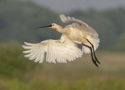 <i class='fa fa-user'></i> Fred |   Lepelaar  <i class='fa fa-eye'> 266</i>  <i class='fa fa-thumbs-up'> 21</i>   <i class='fa fa-comment-o'> 17</i>