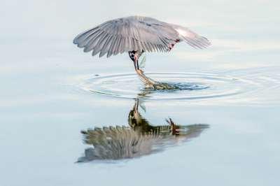 <i class='fa fa-user'></i> christina |   Zwarte Stern  <i class='fa fa-eye'> 367</i>  <i class='fa fa-thumbs-up'> 24</i>   <i class='fa fa-comment-o'> 18</i>