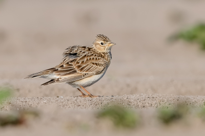 <i class='fa fa-user'></i> Katoo |   Veldleeuwerik  <i class='fa fa-eye'> 257</i>  <i class='fa fa-thumbs-up'> 13</i>   <i class='fa fa-comment-o'> 13</i>