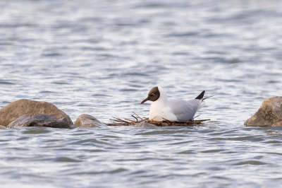 <i class='fa fa-user'></i> Katoo |   Kokmeeuw  <i class='fa fa-eye'> 218</i>   <i class='fa fa-comment-o'> 8</i>