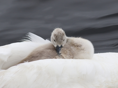 Vanaf de kant dit leuke tafereeltje kunnen fotograferen.
Lekker een dommelmomentje op de rug van moeder die met haar lange hals steeds onder water was.