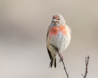 <i class='fa fa-user'></i> Katoo |   Kneu  <i class='fa fa-eye'> 243</i>  <i class='fa fa-thumbs-up'> 11</i>   <i class='fa fa-comment-o'> 15</i>