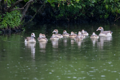 <i class='fa fa-user'></i> Louis56 |   Nijlgans  <i class='fa fa-eye'> 89</i>   <i class='fa fa-comment-o'> 19</i>