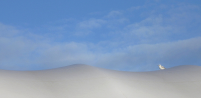 <i class='fa fa-user'></i> sieb |   Kokmeeuw  <i class='fa fa-eye'> 456</i>  <i class='fa fa-thumbs-up'> 35</i>   <i class='fa fa-comment-o'> 28</i>