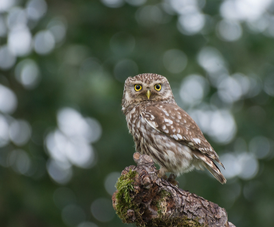 <i class='fa fa-user'></i> Geerie |   Steenuil  <i class='fa fa-eye'> 290</i>  <i class='fa fa-thumbs-up'> 21</i>   <i class='fa fa-comment-o'> 11</i>