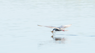 Mijn man kijkt liever vogels en ik fotografeer ze graag. Het voordeel van de gezamenlijke hobby vogels kijken is dat 2 mensen meer zien dan n. Zo ook bij dit mooiste fotomomentje van de dag. Mijn man gaf een seintje dat er achter mij een stern naderde. 180 Graden draaien en onderwijl over een statief poot heen stappen. "Schiet op, hij heeft een prooi", zei mij man. Gelukkig had ik de witwangstern in n keer in beeld en pakte de autofocus de stern ook direct op. "Heb je hem?" Yessss. Wat een mooie samenwerking.