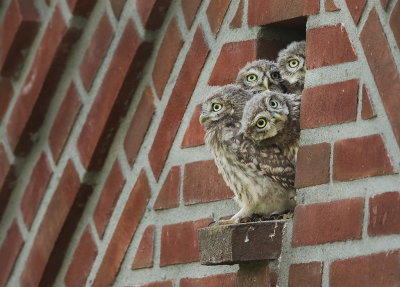 Een kleine tussenpauze om de spanning er nog wat in te houden, maar bij deze de laatste van de reeks van 4 (meer jongen zaten er niet in de kast) ;-) Inderdaad kwam nummer 4 nog even om het hoekje kijken, in het laatste beetje ruimte boven nummer 3. Het was een geweldig leuk gezicht 4 van die nieuwsgierige uiltjes bij elkaar, een genot om naar te kijken!