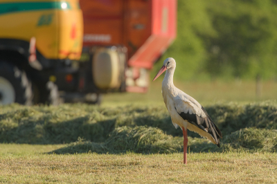 <i class='fa fa-user'></i> Wil Doorn-Meijne |   Ooievaar  <i class='fa fa-eye'> 91</i>   <i class='fa fa-comment-o'> 16</i>