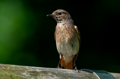 Naast de eerder geplaatste foto met het mannetje bij deze het vrouwtje. Fantastisch vogeltje om te observeren.