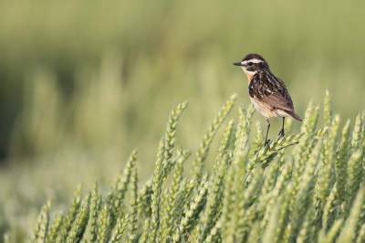 <i class='fa fa-user'></i> horneman69 |   Paapje  <i class='fa fa-eye'> 201</i>  <i class='fa fa-thumbs-up'> 2</i>   <i class='fa fa-comment-o'> 5</i>