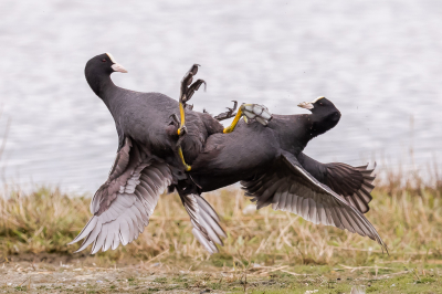 Meestal liggen de Meerkoeten in het water met mekaar in de clinch, deze vonden het denk ik te nat en vlogen mekaar op de kant in de veren.