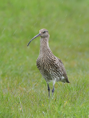 <i class='fa fa-user'></i> corvanspijk |   Wulp  <i class='fa fa-eye'> 308</i>  <i class='fa fa-thumbs-up'> 4</i>   <i class='fa fa-comment-o'> 7</i>