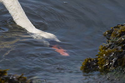 <i class='fa fa-user'></i> Gerard Visser |   Knobbelzwaan  <i class='fa fa-eye'> 89</i>   <i class='fa fa-comment-o'> 20</i>