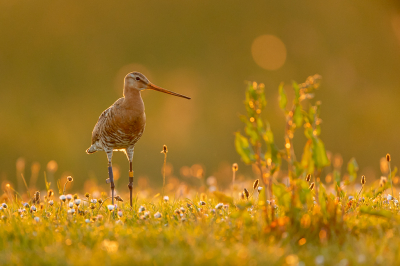 <i class='fa fa-user'></i> Conny Schotanus |   Grutto  <i class='fa fa-eye'> 209</i>  <i class='fa fa-thumbs-up'> 12</i>   <i class='fa fa-comment-o'> 23</i>