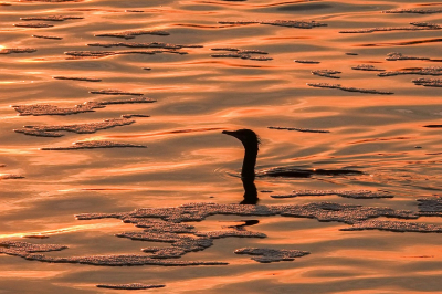 <i class='fa fa-user'></i> jacolienl |   Aalscholver  <i class='fa fa-eye'> 161</i>  <i class='fa fa-thumbs-up'> 11</i>   <i class='fa fa-comment-o'> 19</i>