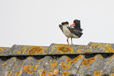 <i class='fa fa-user'></i> Erna Koelman |   Scholekster  <i class='fa fa-eye'> 78</i>   <i class='fa fa-comment-o'> 15</i>