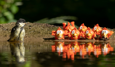 <i class='fa fa-user'></i> Ruud Scherpenisse |   Koolmees  <i class='fa fa-eye'> 161</i>  <i class='fa fa-thumbs-up'> 2</i>   <i class='fa fa-comment-o'> 23</i>