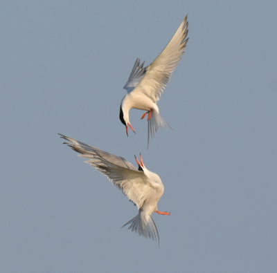 <i class='fa fa-user'></i> ton renniers |   Visdief  <i class='fa fa-eye'> 306</i>  <i class='fa fa-thumbs-up'> 23</i>   <i class='fa fa-comment-o'> 16</i>