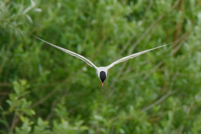 In natuurgebied Het Bossche Broek vloog de visdief constant op en neer om vis te vangen. Zo kon ik goed mijn nieuwe firmware van de camera testen of de Animal Detect goed werkt. Het was bewolkt tijdens het fotograferen