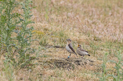 Nog een Tapuitenfoto van Texel. Hier een adult, met een roepende / bedelend jong.
Zelf vind ik het wel heel jammer dat alle Tapuiten hier geringd zijn, ook de jongen. 
Ik heb begrepen dat dat is omdat de SOVON hier speciaal onderzoek naar de Tapuiten doet, omdat dit nog maar een van de zeer weinige broedgebieden voor Tapuiten in Nederland is. Ze digitaal weg knutselen kan natuurlijk wel, maar dat lijkt me wat ver gaan.