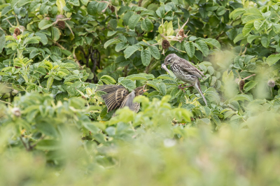 We waren eigenlijk bang dat half juni wat te laat was voor leuke vogelfotografie op Texel. Maar het bleek juist een heel goede tijd te zijn. Nogal wat soorten hebben we ook met jongen gezien. Ook deze verrassing kreeg ik voor mijn camera: een Graspieper die een jong kwam voeren.