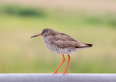 <i class='fa fa-user'></i> Jan Lohman |   Tureluur  <i class='fa fa-eye'> 114</i>   <i class='fa fa-comment-o'> 20</i>