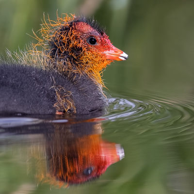 <i class='fa fa-user'></i> Katoo |   Meerkoet  <i class='fa fa-eye'> 155</i>  <i class='fa fa-thumbs-up'> 11</i>   <i class='fa fa-comment-o'> 23</i>