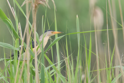 <i class='fa fa-user'></i> Gerard Visser |   Woudaap  <i class='fa fa-eye'> 324</i>  <i class='fa fa-thumbs-up'> 17</i>   <i class='fa fa-comment-o'> 13</i>