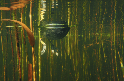 <i class='fa fa-user'></i> Eric Gibcus |   Meerkoet  <i class='fa fa-eye'> 326</i>  <i class='fa fa-thumbs-up'> 12</i>   <i class='fa fa-comment-o'> 13</i>