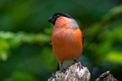 <i class='fa fa-user'></i> wouterroepel |   Goudvink  <i class='fa fa-eye'> 89</i>   <i class='fa fa-comment-o'> 20</i>