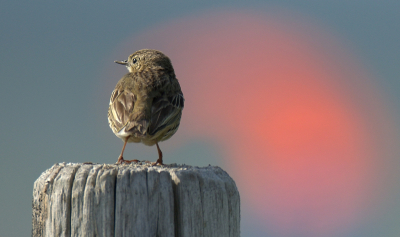 <i class='fa fa-user'></i> RTL |   Boomleeuwerik  <i class='fa fa-eye'> 112</i>   <i class='fa fa-comment-o'> 21</i>