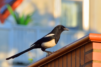 <i class='fa fa-user'></i> josephine |   Ekster  <i class='fa fa-eye'> 82</i>   <i class='fa fa-comment-o'> 19</i>