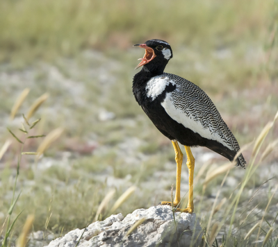 <i class='fa fa-user'></i> Bert Ooms |   Botswanatrap  <i class='fa fa-eye'> 189</i>  <i class='fa fa-thumbs-up'> 10</i>   <i class='fa fa-comment-o'> 9</i>