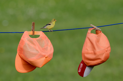 <i class='fa fa-user'></i> jan Luit |   Goudsijs  <i class='fa fa-eye'> 114</i>  <i class='fa fa-thumbs-up'> 4</i>   <i class='fa fa-comment-o'> 18</i>