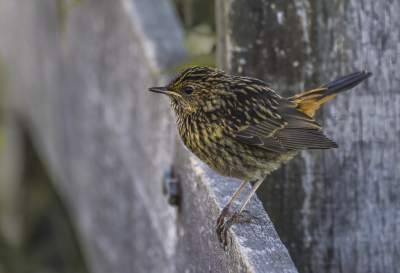 <i class='fa fa-user'></i> PeterBoers |   Blauwborst  <i class='fa fa-eye'> 77</i>   <i class='fa fa-comment-o'> 20</i>