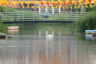 <i class='fa fa-user'></i> Ruben de Bruijn |   Knobbelzwaan  <i class='fa fa-eye'> 103</i>  <i class='fa fa-thumbs-up'> 1</i>   <i class='fa fa-comment-o'> 17</i>