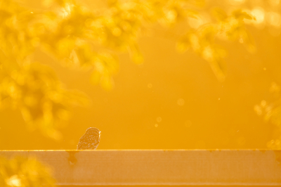 <i class='fa fa-user'></i> kevinhollmann |   Steenuil  <i class='fa fa-eye'> 115</i>  <i class='fa fa-thumbs-up'> 1</i>   <i class='fa fa-comment-o'> 21</i>