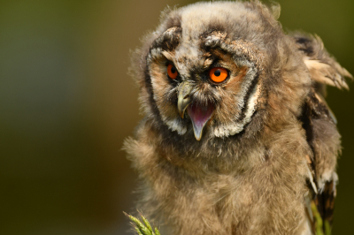 <i class='fa fa-user'></i> erwinhamer |   Oehoe  <i class='fa fa-eye'> 133</i>  <i class='fa fa-thumbs-up'> 2</i>   <i class='fa fa-comment-o'> 18</i>