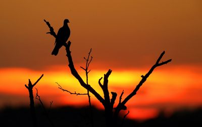 <i class='fa fa-user'></i> thijsglastra |   Houtduif  <i class='fa fa-eye'> 185</i>  <i class='fa fa-thumbs-up'> 11</i>   <i class='fa fa-comment-o'> 21</i>